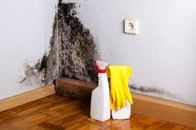 Why You Should Choose Our Mold Remediation Services in Hercules, CA